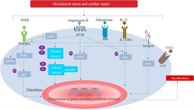 Treatment of myocardial interstitial fibrosis in pathological myocardial hypertrophy